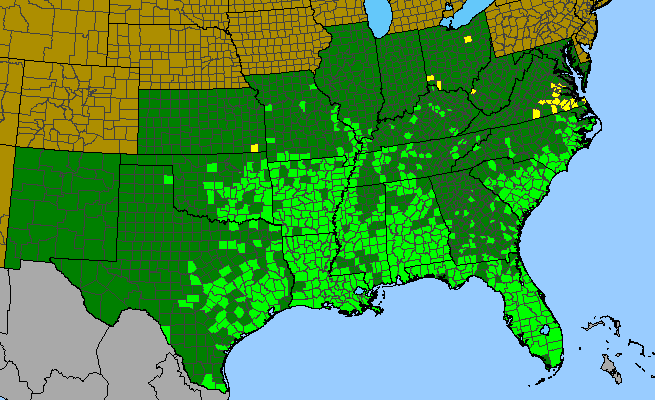 The range of Ampelopsis arborea