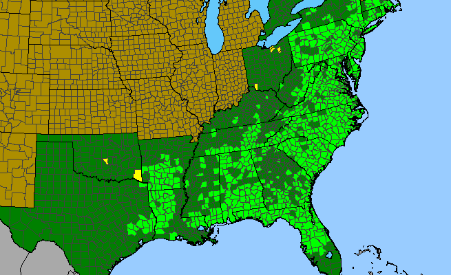 The range of Aronia arbutifolia