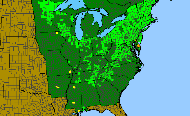 The range of Aronia melanocarpa