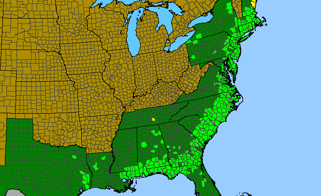 The range of Clethra alnifolia