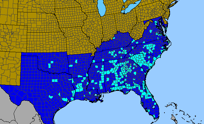 The range of Elaeagnus pungens