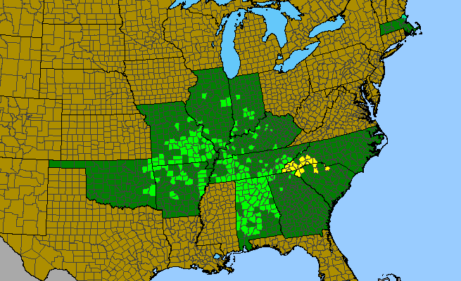The range of Hydrangea cinerea