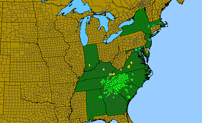 The range of Leucothoe fontanesiana