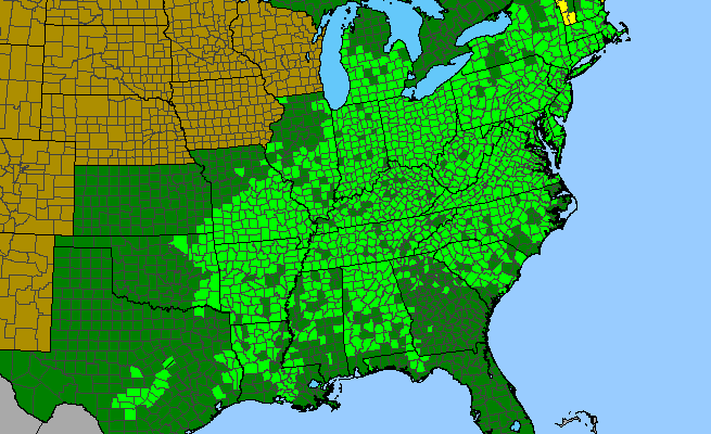 The range of Lindera benzoin
