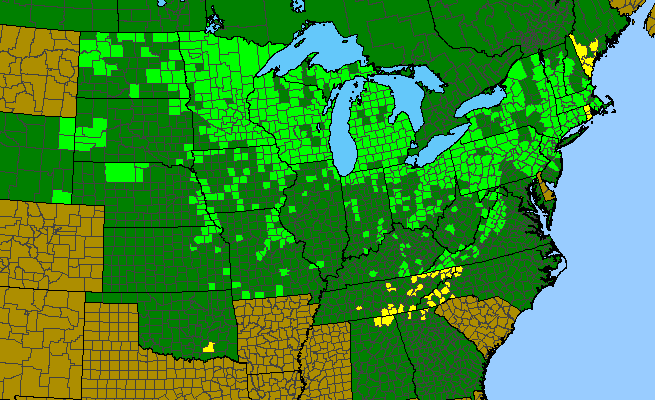 The range of Lonicera dioica