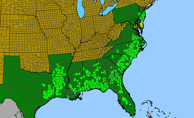 The range of Morella caroliniensis