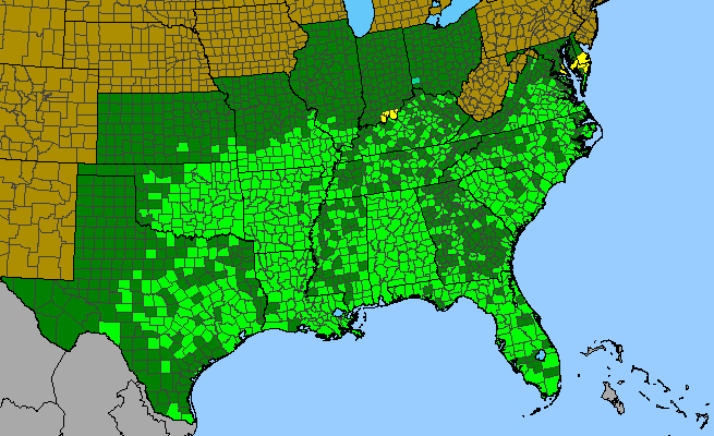 The range of Smilax bona-nox