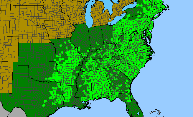 The range of Alnus serrulata
