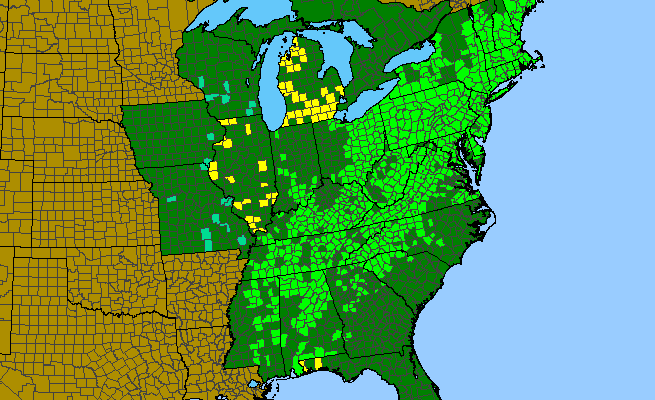 The range of Castanea dentata