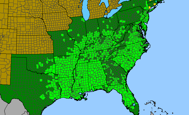 The range of Liquidambar styraciflua