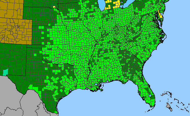 The range of Morus rubra