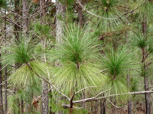 Pinus palustris
