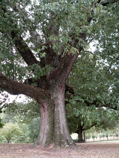 Quercus pagoda