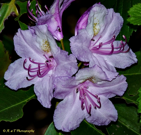 Rhododendron catawbiense