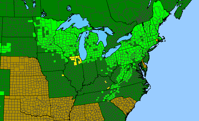 The range of Sambucus racemosa