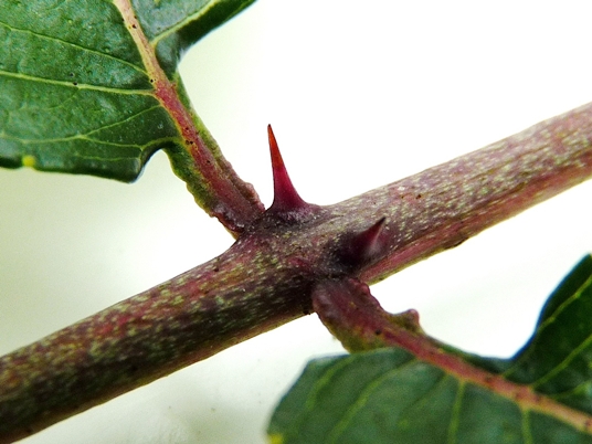 Zanthoxylum clava-herculis