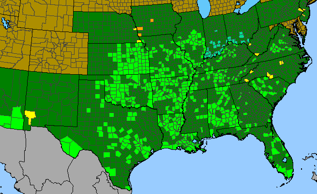 The native range of Acalypha ostryifolia
