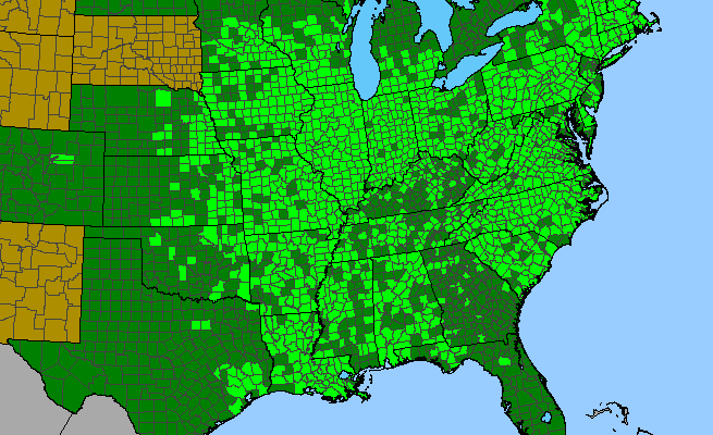 The native range of Acalypha rhomboidea