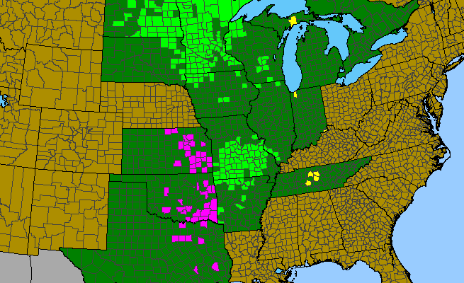 The range of Allium stellatum