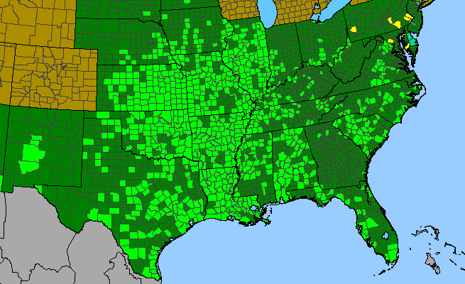 The range of Ammannia coccinea