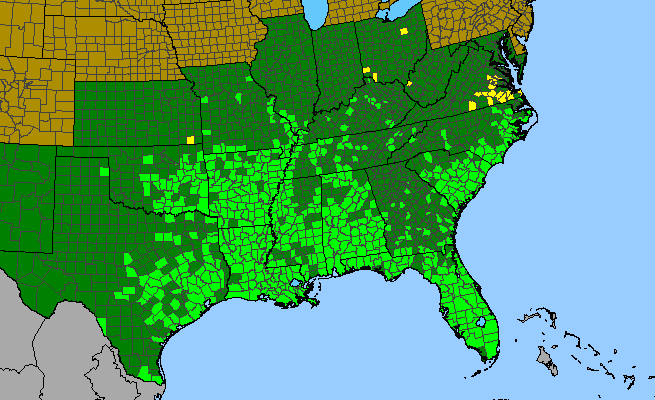 The range of Ampelopsis arborea