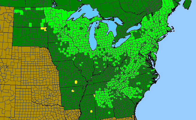 The range of Anemone quinquefolia