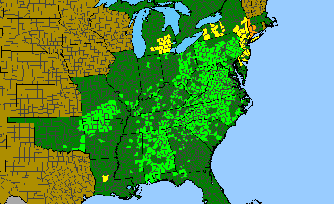 The range of Angelica venenosa