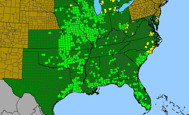 The range of Asclepias longifolia