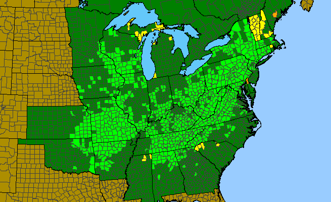 The range of Asplenium rhizophyllum