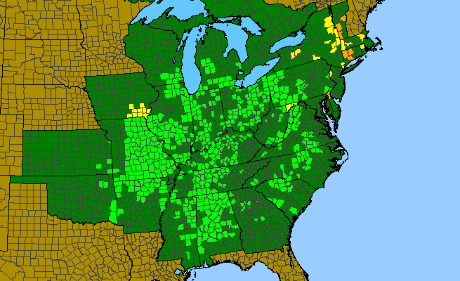 The range of Blephilia ciliata