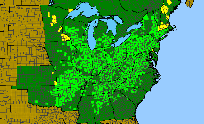 The range of Boechera laevigata