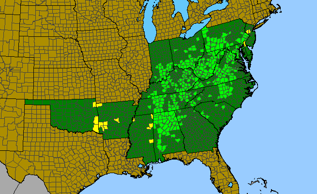 The range of Cardamine angustata