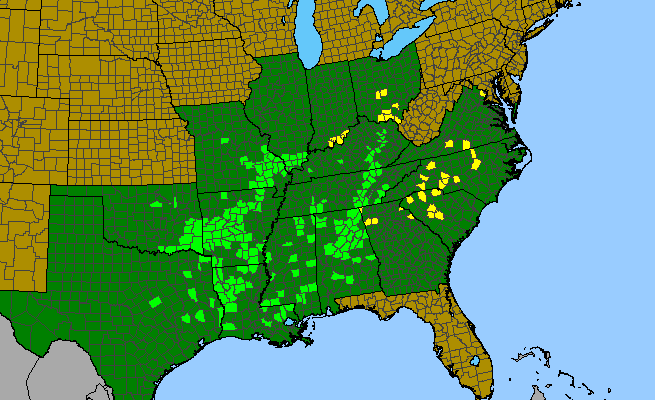 The range of Cirsium carolinianum