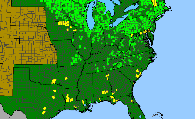 The range of Cirsium muticum