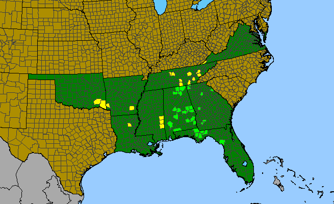 The range of Clematis glaucophylla