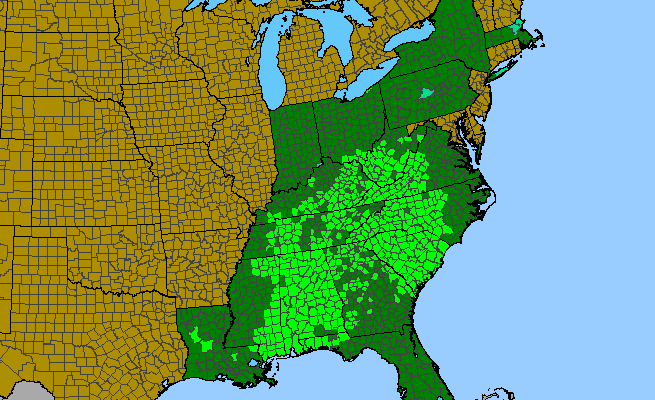 The range of Coreopsis major