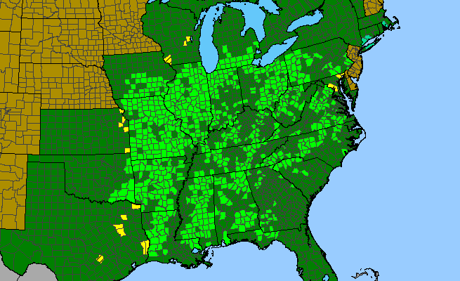 The range of Coreopsis tripteris