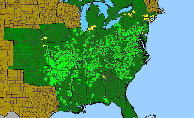 The range of Corydalis flavula