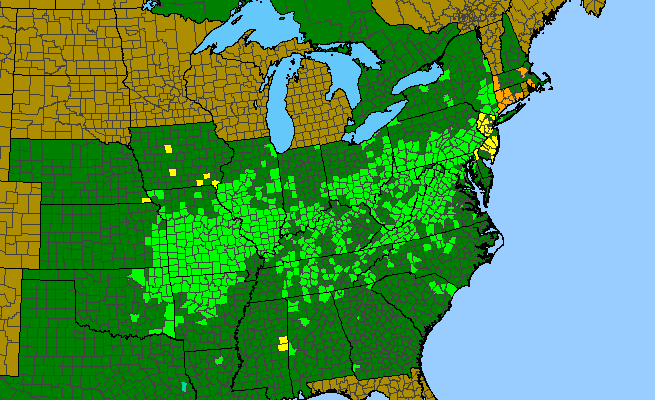 The range of Cuphea viscosissima