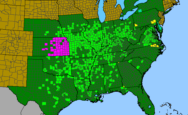 The range of Cynanchum laeve