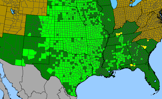 The range of Delphinium carolinianum ssp. carolinianum