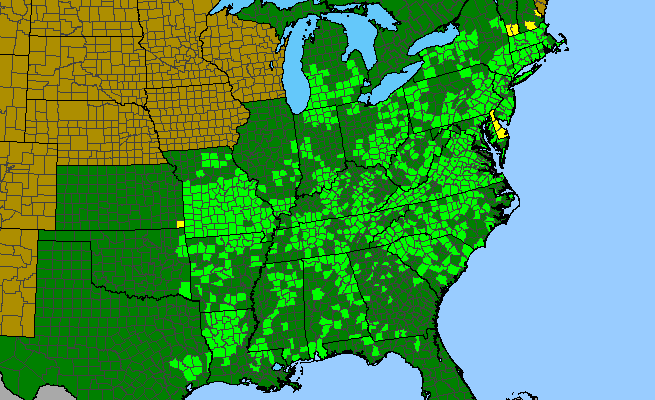 The range of Desmodium rotundifolium