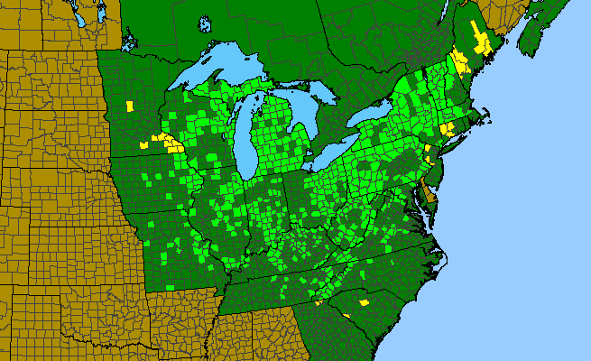 The range of Dicentra canadensis