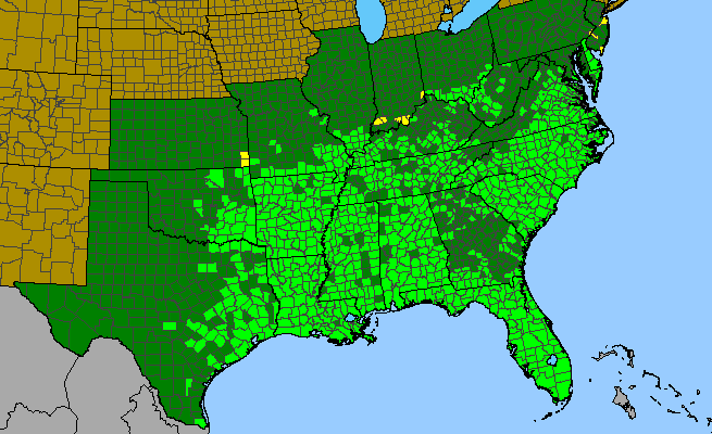 The range of Diodia virginiana