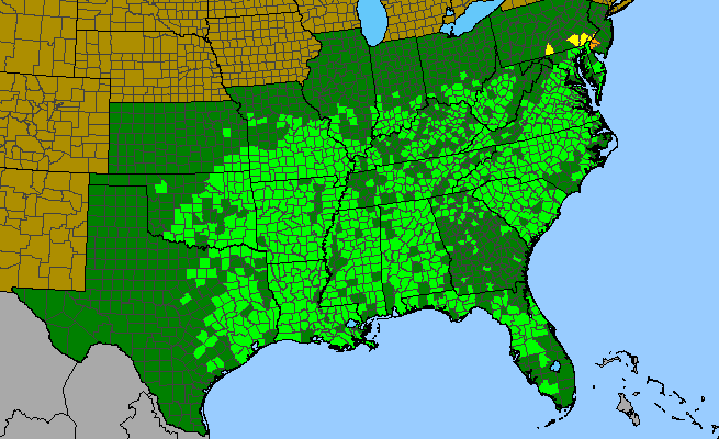 The range of Elephantopus carolinianus