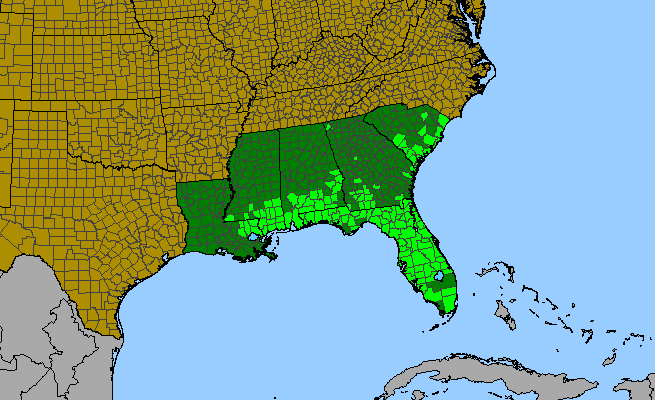 The range of Elephantopus elatus