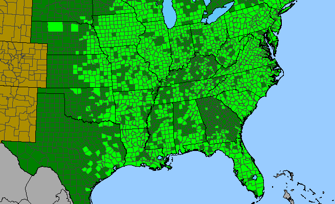 The range of Erechtites hieraciifolius