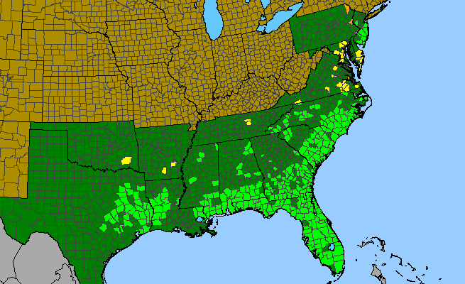 The range of Eriocaulon decangulare