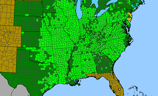 The range of Euphorbia corollata