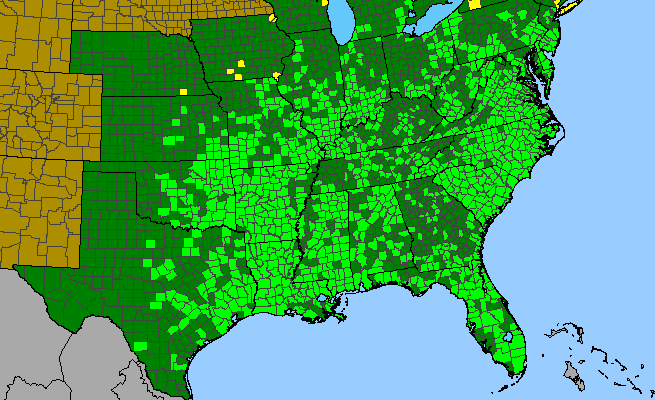 The range of Gamochaeta impatiens